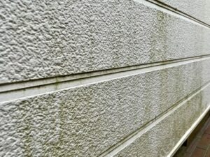 白い外壁にびっしりと付着した、緑色の苔やカビの様子